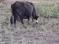 Vaca, Ganado vacuno — foto 2