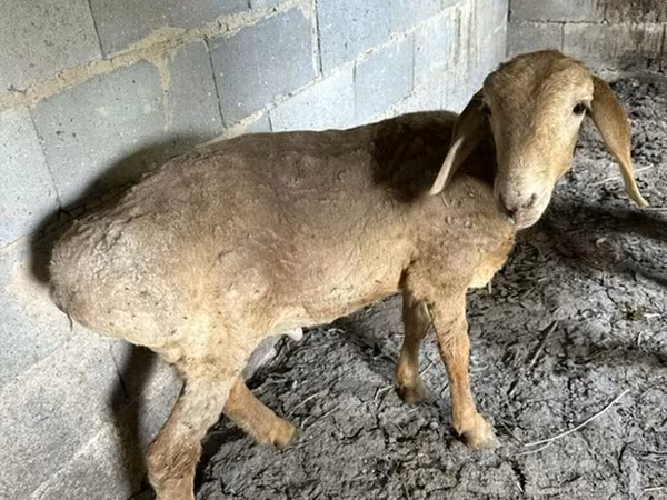 母羊, Katum sheep