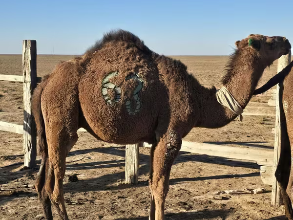 جمل, Arvana camel