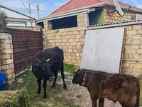 Сиыр, Simmental cattle — 2-сурет
