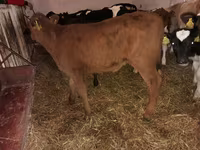 Rinder (Partie, Geschlecht nicht angegeben), Simmental cattle — Foto 3
