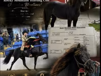 At, Rocky Mountain Horse — foto 1