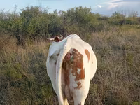 بقرة, Simmental cattle — الصورة 2