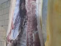 Boar, Pigs — photo 1