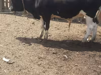 Бик, Russian Black pied cattle — фото 1