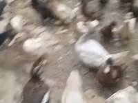 Ducks — الصورة 2