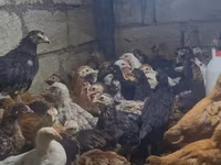 Chickens — Foto 2