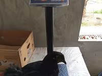 Australorp — Foto 6