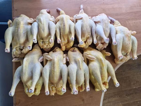 Мясо домашней курицы, серебристые, молодые 5 месяцев