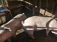 Sow, Pigs — photo 2