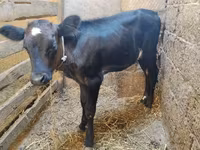 Kuh, Aberdeen-Angus — Foto 1
