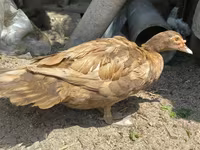 Ducks — Foto 2