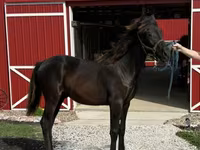 At, Rocky Mountain Horse — foto 6