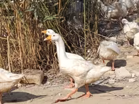 Geese — photo 5