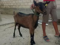 عنزة, الماعز — الصورة 5
