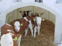 Bulle, Simmental cattle — Foto 1