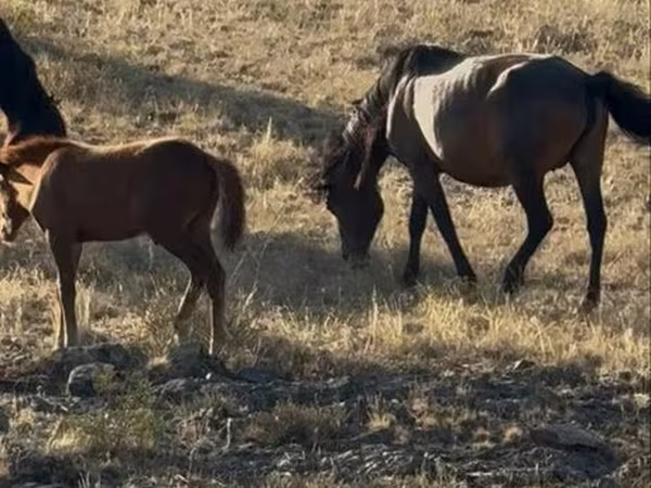 Жылқылар (топ, жынысы көрсетілмеген), Kazakh horse