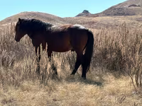 Hengst, Kazakh horse — Foto 3
