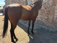公马, Arabian horse — 照片 4