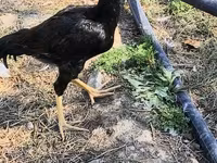 Chickens — फ़ोटो 4