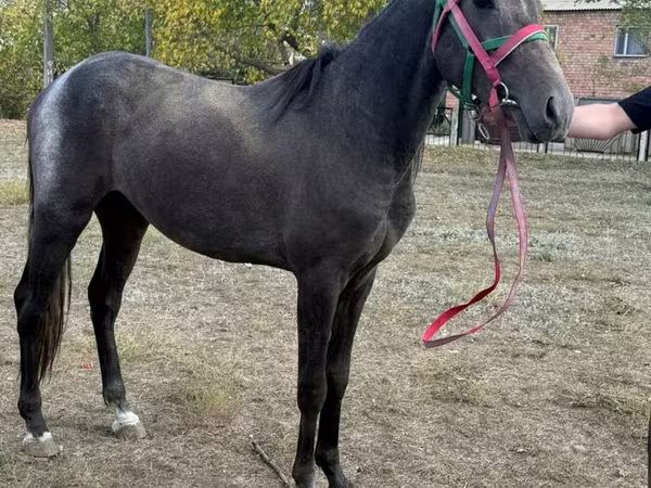 Caballo, Orlov Trotter