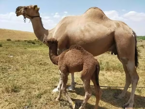ناقة, Kazakh Bactrian camel