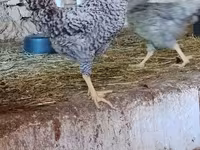 Slovenian Barred Hen — photo 1
