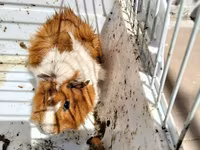 Heyvan: Dekorativ dəniz donuzu (guinea pig) Xüsusiyyətlər: - Rəng — photo 2
