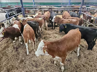 公牛, Simmental cattle — 照片 4
