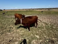 Kuh, Latvian Blue cattle — Foto 2