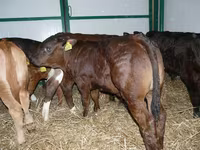 Cow, Russian Black pied cattle — photo 2