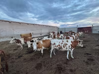 Cow, Simmental cattle — photo 3