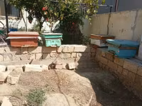 Arıçılıq üçün taxta arı yeşikləri və inventarı Məhsul təsviri: - — foto 4