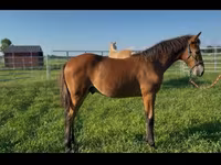 Caballo, Rocky Mountain Horse — foto 4