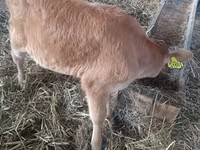 Vaca, Ganado vacuno — foto 3