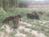 母羊, Sheep — 照片 4
