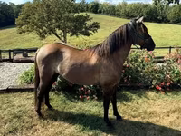 حصان, Rocky Mountain Horse — الصورة 7