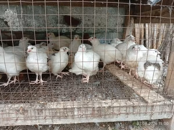 King Quail