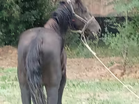 Hengst, Priob horse — Foto 3