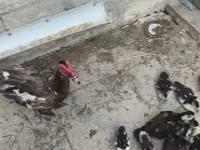 Ducks — फ़ोटो 5