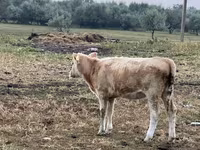 Vaca, Simmental cattle — foto 2