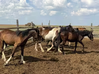 Hengst, Horse breed — Foto 7