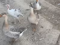 Geese — Foto 1