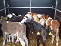 Bulle, Simmental cattle — Foto 2