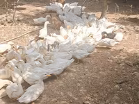 Deutscher Pekin — Foto 5
