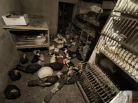 Turkeys — الصورة 7
