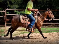 Stute, Standardbred — Foto 6