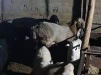 Widder, Tian-Shan semifinewool sheep — Foto 5