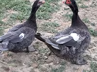 Ducks — 7-сурет