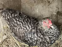 Chickens — الصورة 4